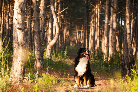 狗在美丽的森林里繁殖 Bernese 山狗