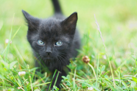 可爱的小黑猫