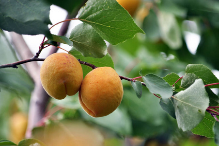 成熟的杏树在树枝上
