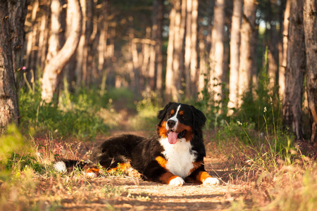 狗在美丽的森林里繁殖 Bernese 山狗