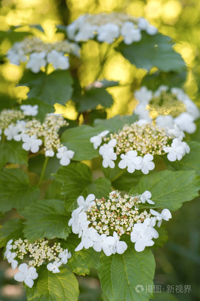 装饰灌木的白色小花盛开的美丽与五花瓣在花园里