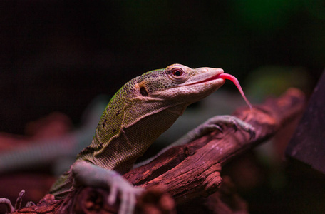 有舌头的蜥蜴在树枝上小小的蜥蜴正面向侧面鬣蜥蜥蜴类型在木头照片