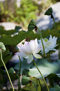 美丽的莲花