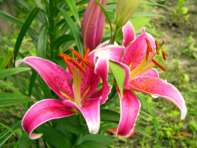 百合花3d图片大全