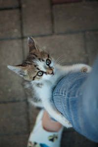 小猫咪猫宠物动物喵快乐图片