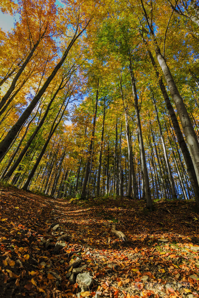 在森林里,早晨的太阳穿过树林,那蔚蓝的天空中背景金黄闪耀秋天场景照