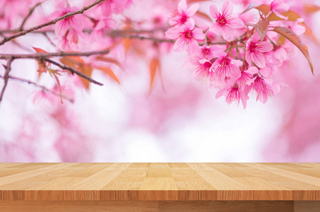 木货架上美丽的粉红色的花朵野生喜马拉雅樱桃花