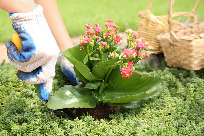 种花的女人照片-正版商用图片0319lr-摄图新视界