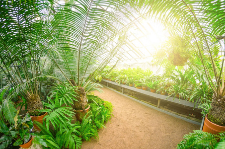 有行人路径和棕榈树灌丛的温室
