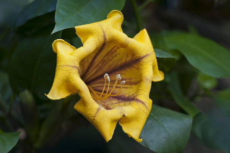 金藤杯或金杯藤 Solandra, 开花