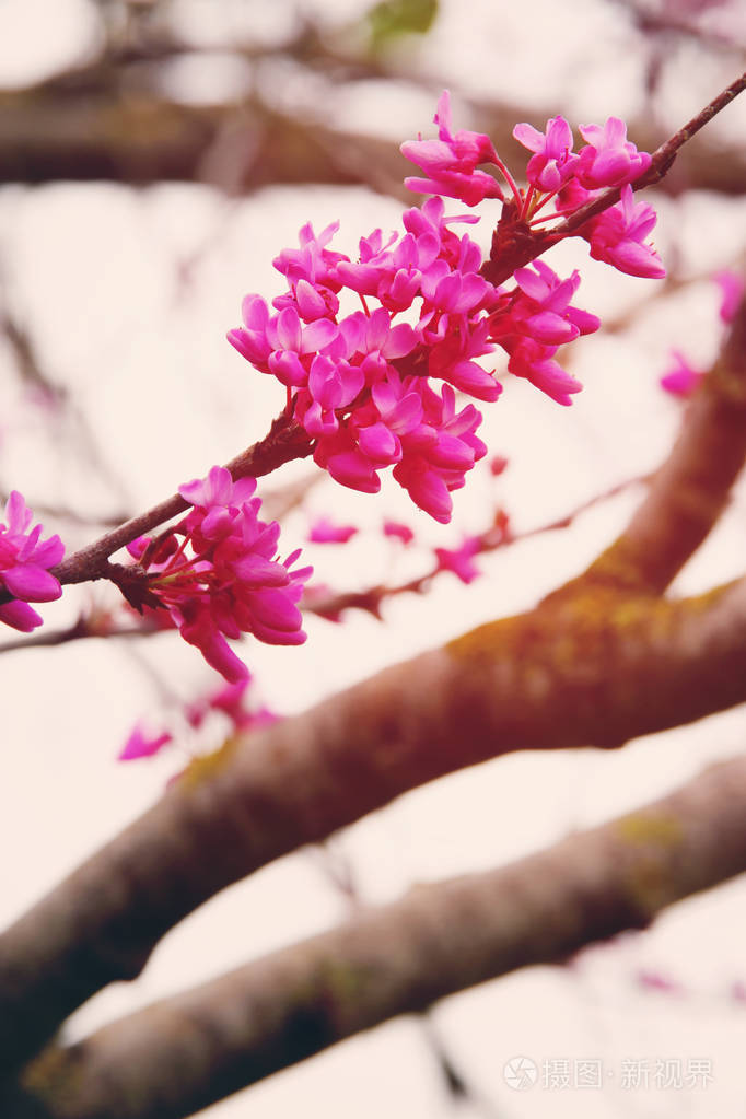 春天粉色樱花树的背景.选择性的焦点