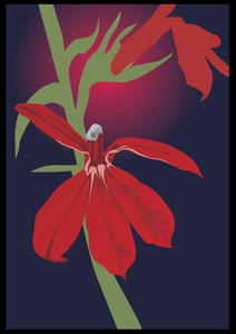 红色蝴蝶兰的花