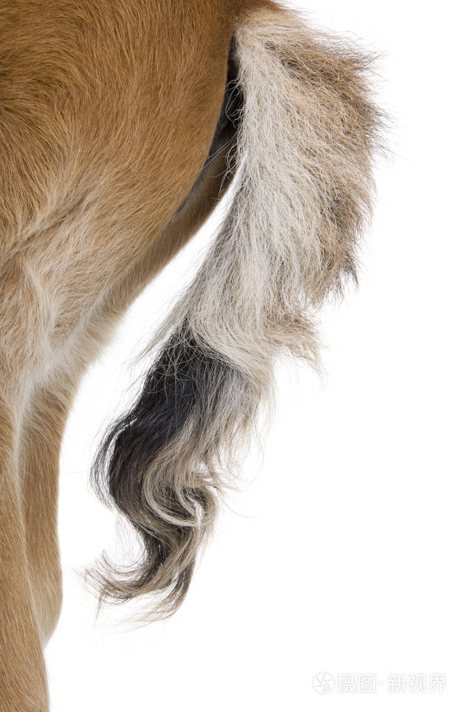 小马驹的尾巴4周大在白色背景前工作室s