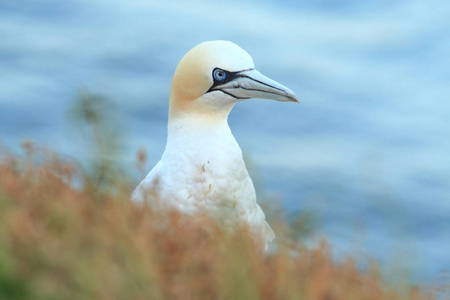 桑 bassanus。helgoland.在北海拍照。北海的野生性质。鸟在岩石上。北鹅北海