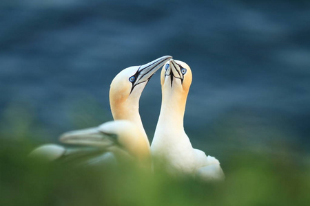 桑 bassanus。helgoland.在北海拍照。北海的野生性质。鸟在岩石上。北鹅北海