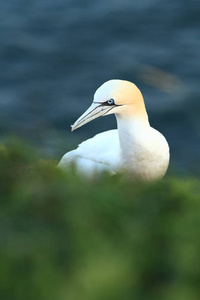 桑 bassanus。helgoland.在北海拍照。北海的野生性质。鸟在岩石上。北鹅北海