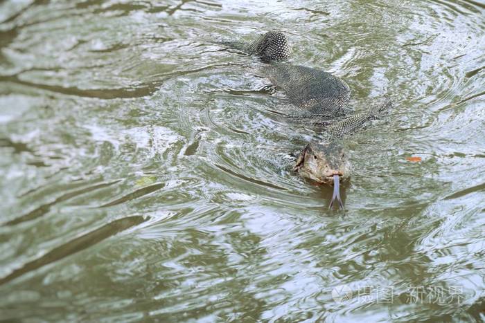 巨蜥或水监测蜥蜴在河里
