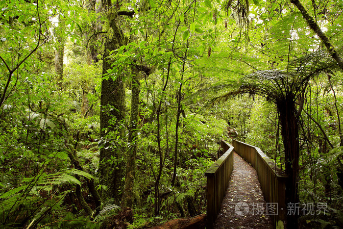 森林丛林森林似的一丛一片