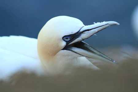 桑 bassanus。helgoland.在北海拍照。北海的野生性质。鸟在岩石上。北鹅北海