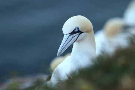 桑 bassanus。helgoland.在北海拍照。北海的野生性质。鸟在岩石上。北鹅北海