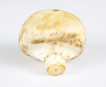 白田蘑菇图片