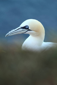 桑 bassanus。helgoland.在北海拍照。北海的野生性质。鸟在岩石上。北鹅北海