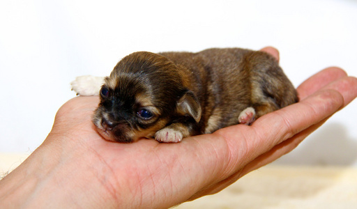 古玩的小狗小吉娃娃小狗照片