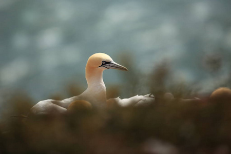 桑 bassanus。helgoland.在北海拍照。北海的野生性质。鸟在岩石上。北鹅北海