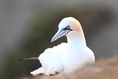 桑 bassanus。helgoland.在北海拍照。北海的野生性质。鸟在岩石上。北鹅北海