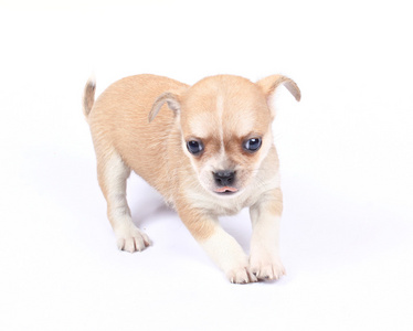 古玩的小狗图片-古玩的小狗素材-古玩的小狗插画-摄图新视界