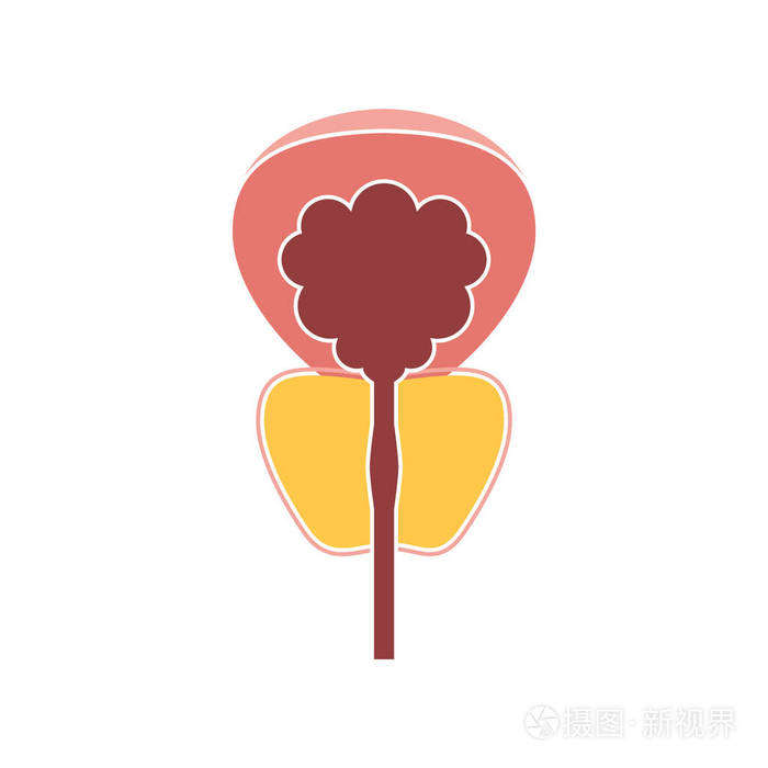 平面现代设计图标前列腺.矢量 eps10