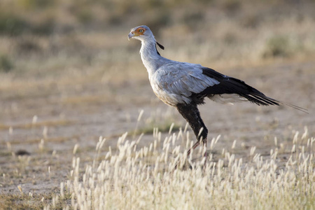局长鸟虽然漫步在喀拉哈里沙漠寻找猎物的草