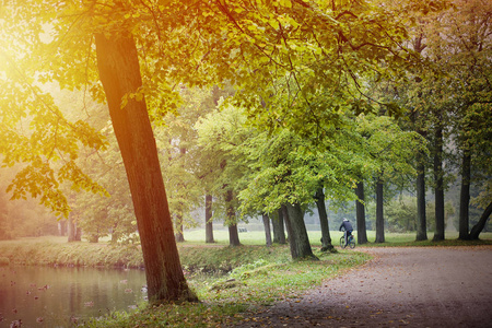 秋季公园森林景观与黄太阳的关系