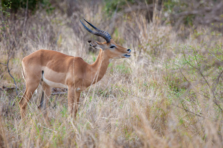 一只羚羊正在吃树叶, 在肯尼亚狩猎