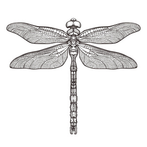 孤立的蜻蜓图片