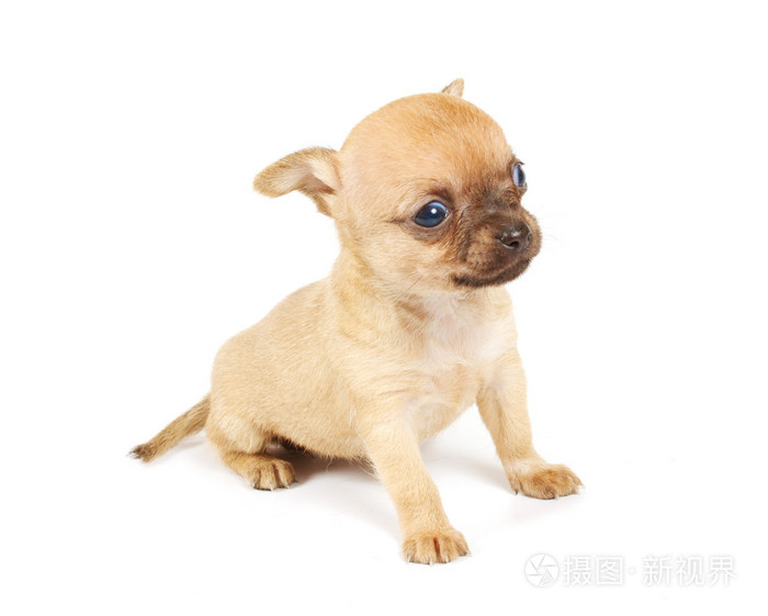 funny puppy chihuahua poses