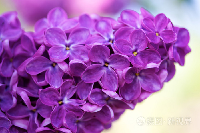 春天花园里芬芳的丁香花