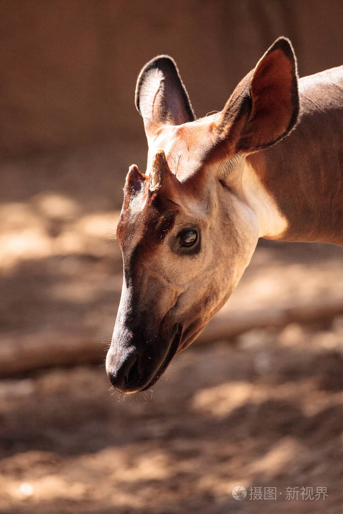 霍加狓匹为生活在热带的雨林