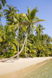 美丽的热带海滩, 椰子棕榈树和干净的海水在泰国