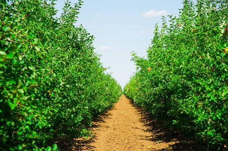 个 苹果果园满是 riped 苹果在阳光明媚的夏日里 相似素材图片
