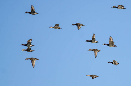 群环颈鸭在蓝色的天空中飞翔