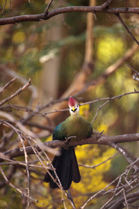 丹顶鹤的 turaco 被称为 Tauraco erythrolophus