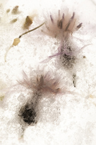 冰冻的花。 冰块里的花朵