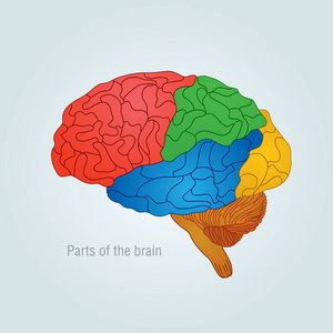 大脑的一部分。彩色矢量插图