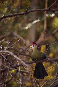 丹顶鹤的 turaco 被称为 Tauraco erythrolophus