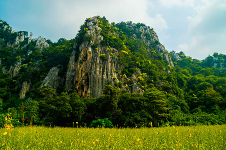 山上满是鲜花的景色