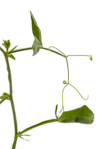 甜豌豆茎和叶, 在白色背景上分离