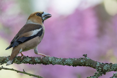 Coccothraustes 鸟类 在森林的树枝上