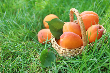 柳条篮子用新鲜杏子在草地上