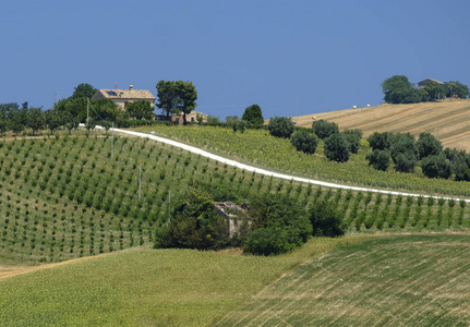 夏日风景在 Montecassiano 附近 意大利